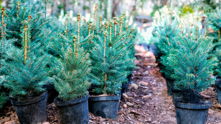 How to Care for a Christmas tree in a pot to Transplant it to Open Ground