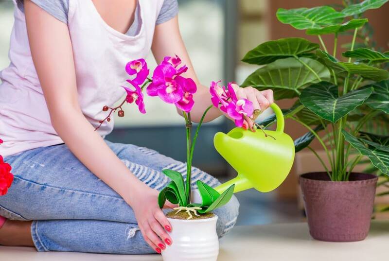Orchid_Watering