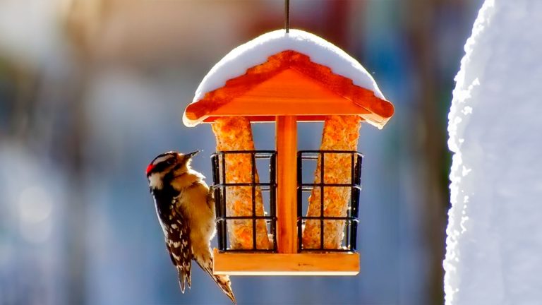 How to Help Birds to Survive the Cold Weather